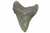 Serrated, Fossil Megalodon Tooth - South Carolina #368015-1